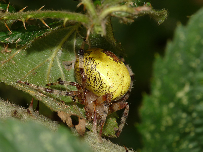Araneus marmoreus - Lagozza di Besnate (VA)